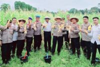 Kapolres Halmahera Utara AKBP Faidil Zikri bersama personel Polres saat memanen jagung di lahan komplek Mako Polres. (Detik Indonesia/Halmaheraraya.id)