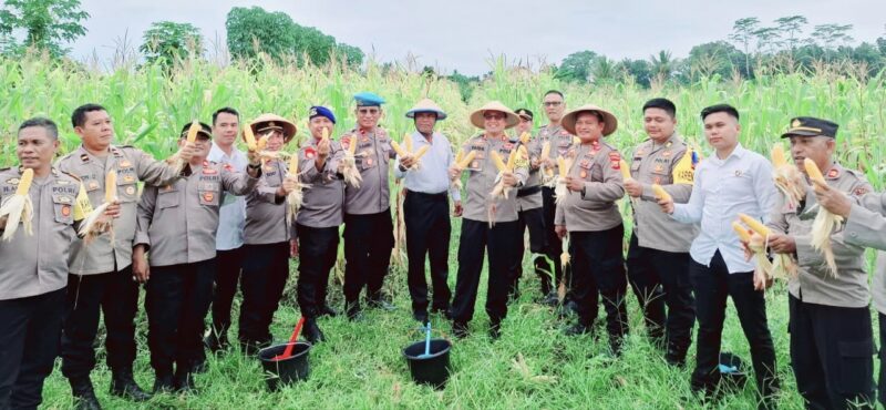 Kapolres Halmahera Utara AKBP Faidil Zikri bersama personel Polres saat memanen jagung di lahan komplek Mako Polres. (Detik Indonesia/Halmaheraraya.id)